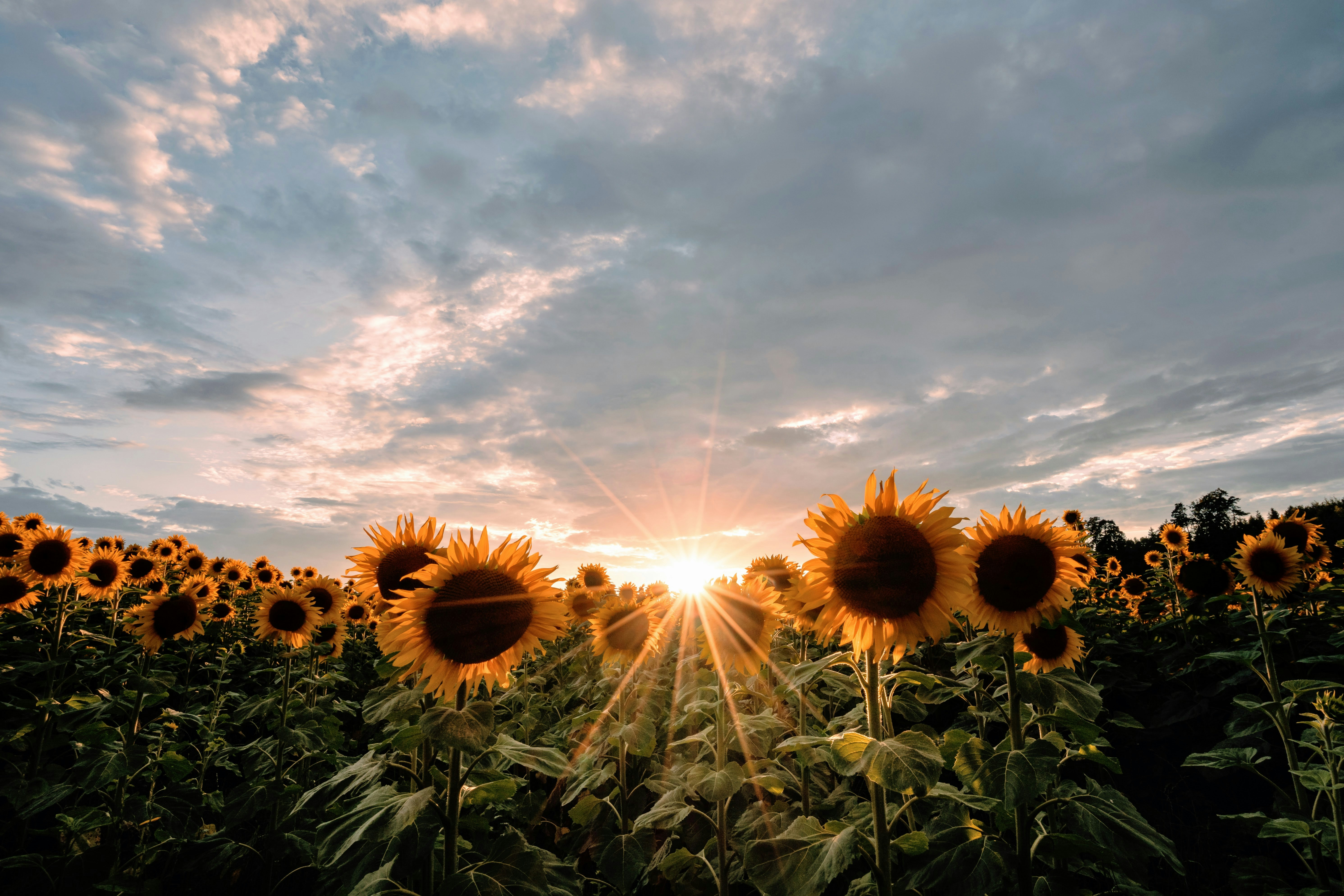 The August Advantage: What Top Financial Advisors Do Before Everyone Else